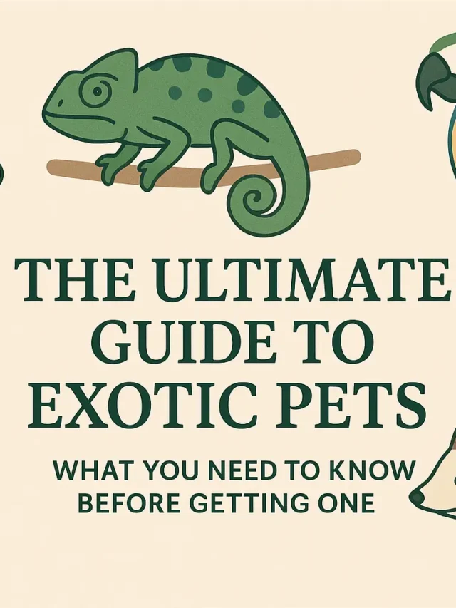 The Ultimate Guide to Exotic Pets