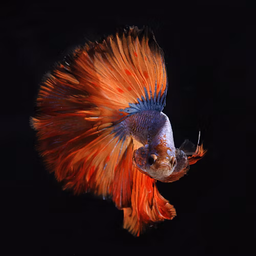 Colorful Betta Fish swimming in aquarium
