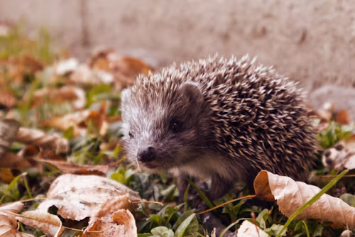 Hedgehog curled up in a ball