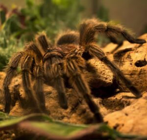 Chilean Rose Hair Tarantula on substrate
