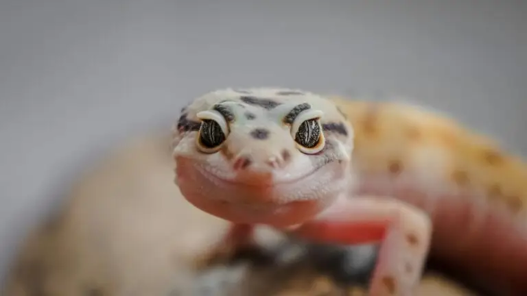 Leopard Gecko in a terrarium